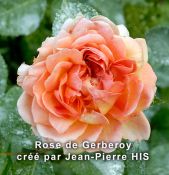 Rose de Gerberoy